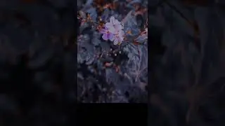 black and light blue Photo editing lightroom mobile
