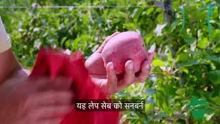 Lifecycle of an Apple Tree (Hindi)