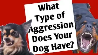 10 Types of Dog Aggression