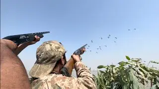 Duck hunting season 2024 25 new | murghabi ka shikar | duck hunting game in pakistan season  2024 25