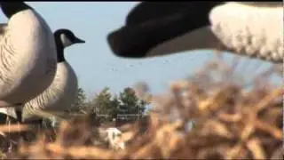 Zink Calls Band Hunters 2: The Breaking Point Quebec Goose Hunt