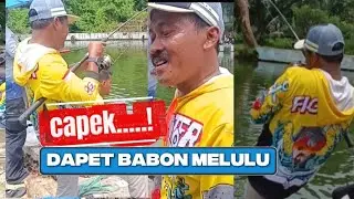 CAPEK‼️ UMPANNYA DIMAKAN BABON TERUS #umpanjitu #umpanmancing #umpanbabon #lombamancing #ikanbawal 