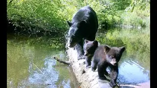 Wildlife at Mill River log crossing in Whately, MA