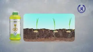 Pepe TVC: 30 Sec _Hindi