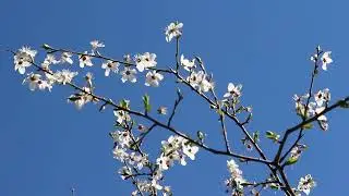 Blooming branches over clear blue sky - Free footage
