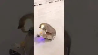Kittens being kittens 🥰😹 #cats #kitten #cutecats #cats2024 #shortvideo