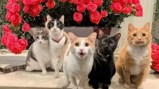 WNEP Pet Slideshow