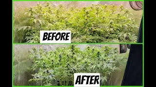 The Ultimate Flower Stretch Cleanup Guide Featuring #MarsHydro