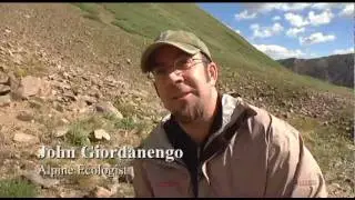 Cushion Plants - Alpine Pioneers