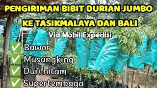 JUAL BIBIT DURIAN JUMBO TINGGI 180CM - 2 METER PENGIRIMAN KE TASIKMALAYA DAN BALI