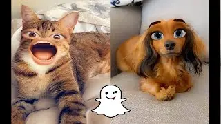 Pets To Try On Snapchat Filters