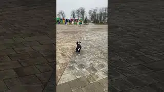 Идем на тренировку , go to the trainings  #корги #собака #husky #dog #суперсобака #puppy