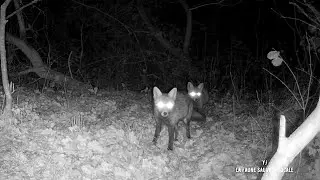 Bient&ocirc;t la saison des amours chez les renards