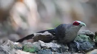 Vietnamese:Phướn- Gõ Kiến đầu Rắn- English:Green-Billed Malkoha- Black-and-buff Woodpecker TM.3/2020