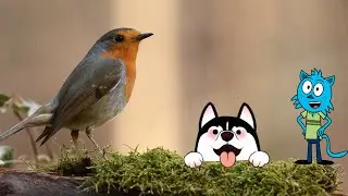 Het Bos!! Welke dieren zien we in het bos? ! Zorgt het bos voor zuurstof? Leren met Loesje & Steven!