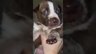 Tiny Puppy in Need of a Loving Home: Ready for Adoption 🐾❤️