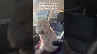 Waiting for your bestfriend 🥰 after school #dogs #doglover #dogbestfriend #dogshorts #fyp #doglife