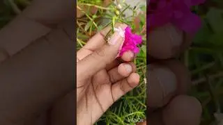 Wait for the result 🤗💐 #crosspollination #shorts#trending subscribe if you like