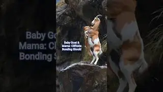 Cliffside Goat Love Interrupted by Giant Wave! #BabyGoat #WildNature #GoatBonding