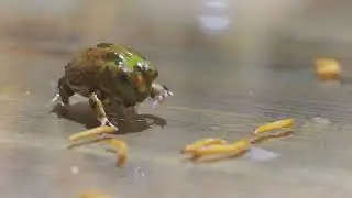 チャコガエルのほのぼの給餌。餌を食べるのが苦手なチャコガエル。#frog  #feeding #happy