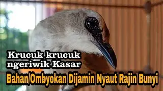 Pancingan Joss trucukan NGERIWIK KASAR PALING CEPAT DI RESPON biar trucukmu Rajin Bunyi Gacor