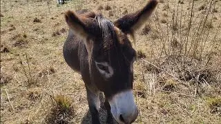 Donkey