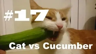 Boring Cat's Life Day #17 - Cucumber challenge [and cat EPIC WIN, not fail - quite unusual huh?]