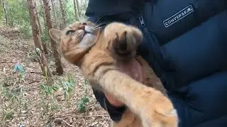 山から帰って来ない娘猫を連れて帰るのに悪戦苦闘する父
