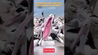 Burung pelikan yang suka menelan rekan rekannya #reels #faktahewan #kisahhewan #kisahhewan