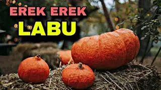 EREK EREK LABU 2D 3D 4D & ARTI MIMPI TENTANG LABU