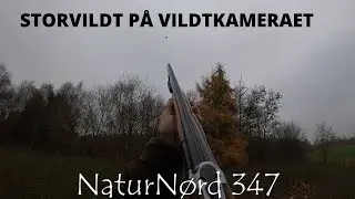 NaturN&oslash;rd 347. Storvildt p&aring; Vildtkameraet + Jagt + ?