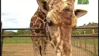 Growing Up Giraffe- Target Training