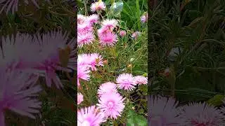Succulents would grow on a bald head! #pigface #mesembryanthemum #hardy #garden #flowers #shorts