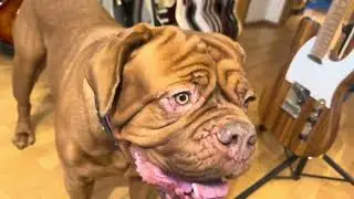 Dogue de Bordeaux - Damsel in distress? No, it is only overflow of hormones.😂🤣😂