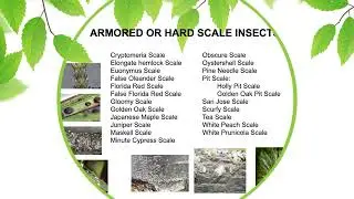 Understanding Scale Insects: Tiny Pests, Big Problems for Trees