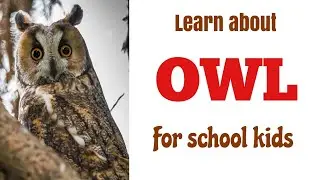 Learn about Owl for school kids