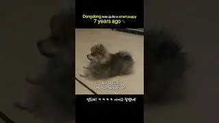 Learn Korean with a Dog 🐶 | Real Korean Commands