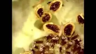 Thrips tabaci   трипс табачный