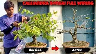 Calliandra Bonsai Full Wiring | Bonsai | Sani Bonsai Zone 