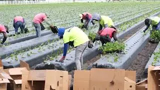 Strawberry Farming Process