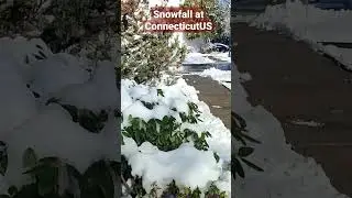 Snowfall at Connecticut, US #snowfall #connecticut #winter #snow#fall #usa #nature