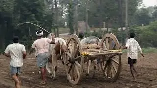 | kothapalem Bulls |  practicing for Race | Ongole Bulls | trending | youtube |