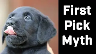 Does First Pick Matter When Choosing a Puppy?