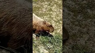 FEEDING TIME FOR THE WORLD&rsquo;S LARGEST RODENT - THIS CAPYBARA IS &Uuml;BER CUTE AND HUNGRY!! 🐭