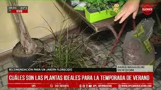 Recomendaciones para un jardín florecido- ELONCE-15/01/2026