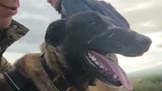 ALPHA - MALINOIS AGRESSIF
