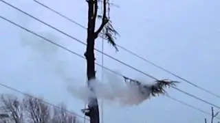 Bummer!  Arborist FAILS!!