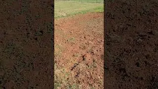 Grow THIS Cover Crop NOW to loosen Clay Soil #gardening #growtips