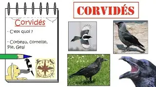 Les Corvid&eacute;s [Fich'Express#6]