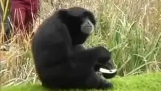 Funny Siamang Apes